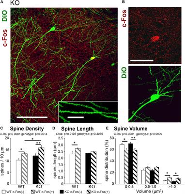 Astrocytic Ephrin-B1 Controls Synapse Formation in the Hippocampus During Learning and Memory